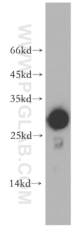 Western Blot (WB) analysis of U-937 cells using GSTO1 Polyclonal antibody (15124-1-AP)