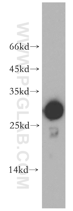 WB analysis of U-937 using 15124-1-AP