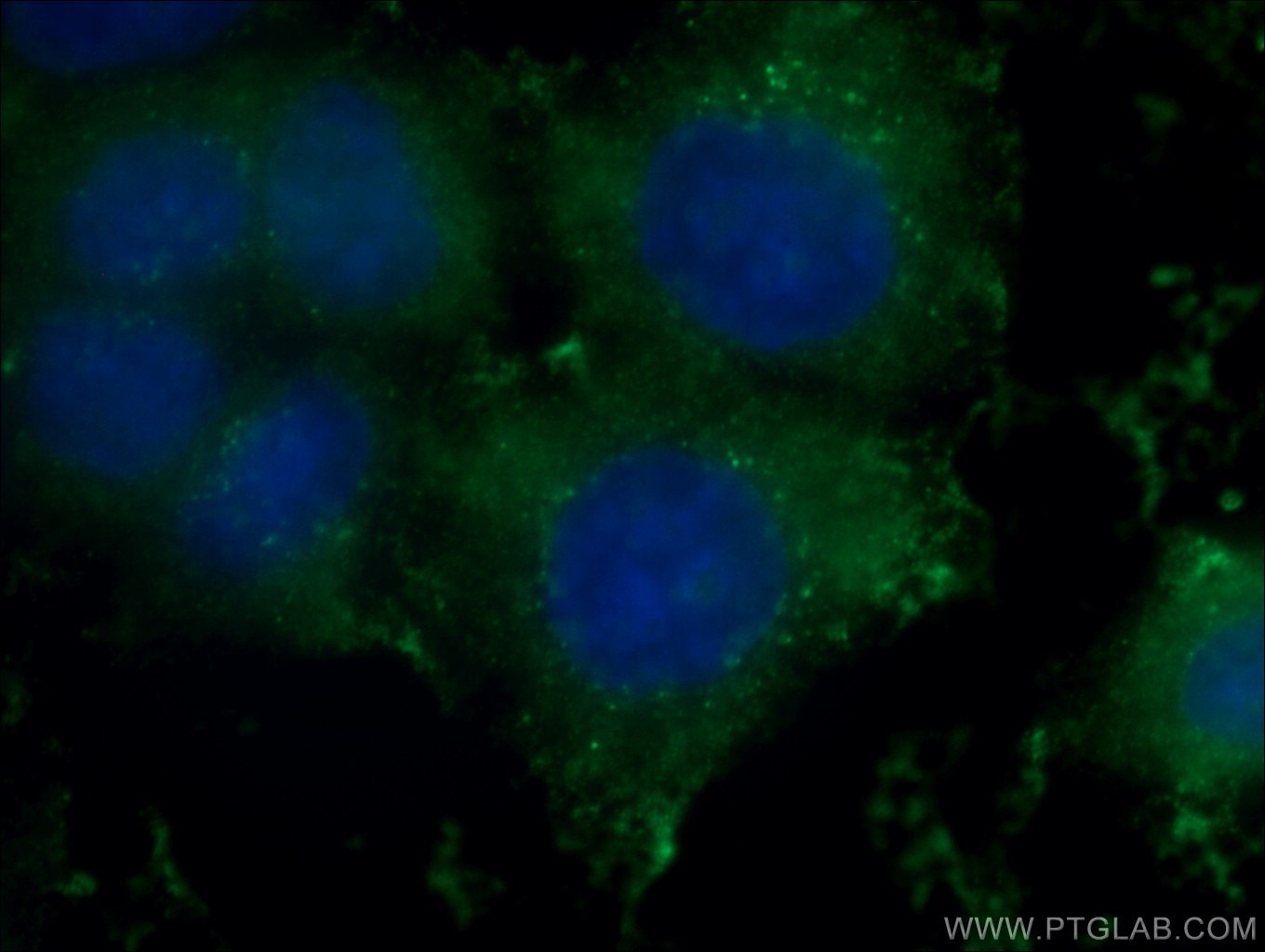 Immunofluorescence (IF) / fluorescent staining of PC-3 cells using GSTO1 Monoclonal antibody (60150-2-Ig)