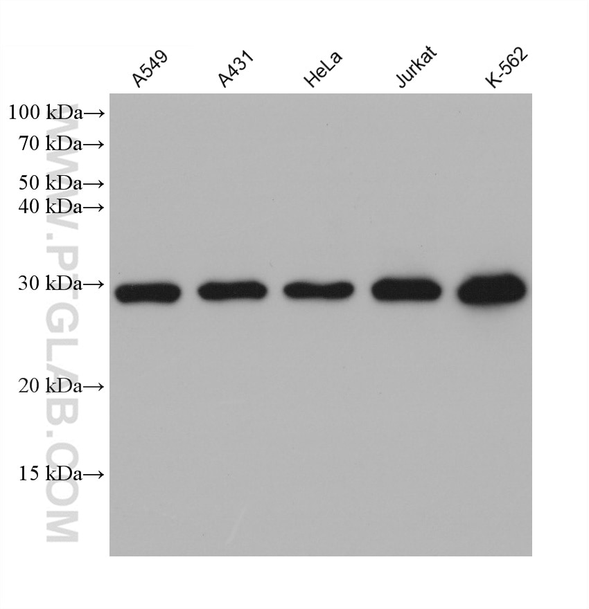 Western Blot (WB) analysis of various lysates using GSTO1 Monoclonal antibody (60150-2-Ig)