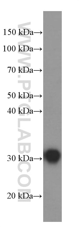 Western Blot (WB) analysis of human heart tissue using GSTO1 Monoclonal antibody (60150-2-Ig)