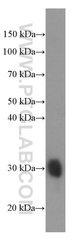Western Blot (WB) analysis of Jurkat cells using GSTO1 Monoclonal antibody (60150-2-Ig)