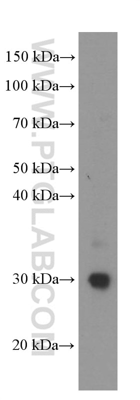 Western Blot (WB) analysis of U-937 cells using GSTO1 Monoclonal antibody (60150-2-Ig)