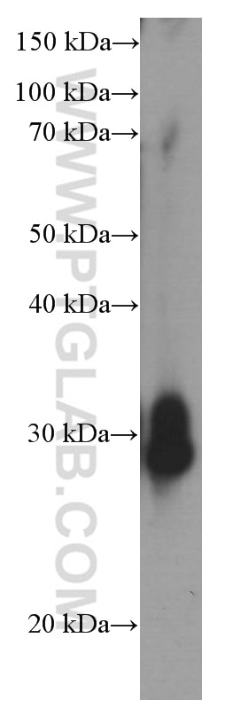 Western Blot (WB) analysis of Raji cells using GSTO1 Monoclonal antibody (60150-2-Ig)