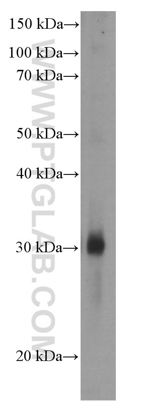 Western Blot (WB) analysis of ROS1728 cells using GSTO1 Monoclonal antibody (60150-2-Ig)