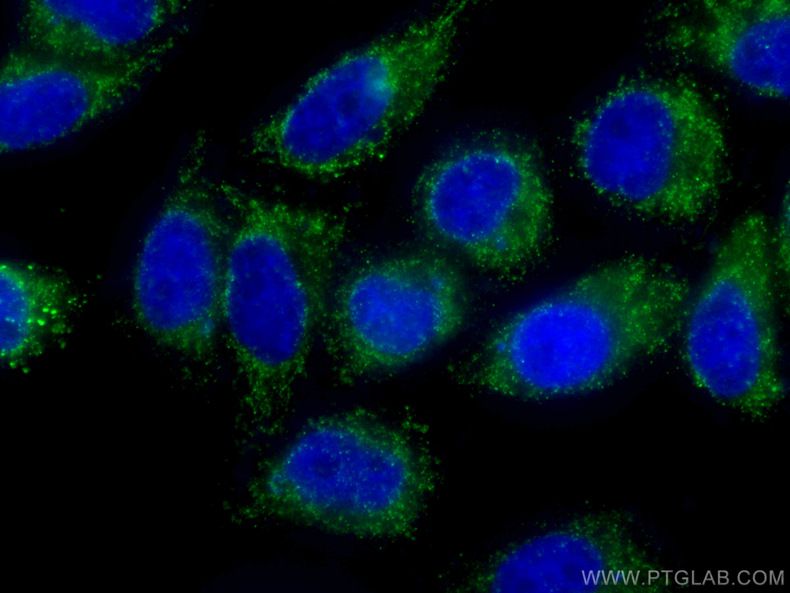 Immunofluorescence (IF) / fluorescent staining of PC-3 cells using CoraLite® Plus 488-conjugated GSTO1 Monoclonal ant (CL488-60150)