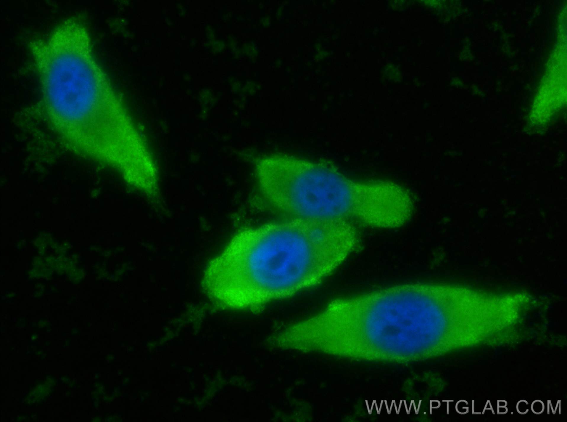 Immunofluorescence (IF) / fluorescent staining of PC-3 cells using CoraLite® Plus 488-conjugated GSTO1 Monoclonal ant (CL488-60150)