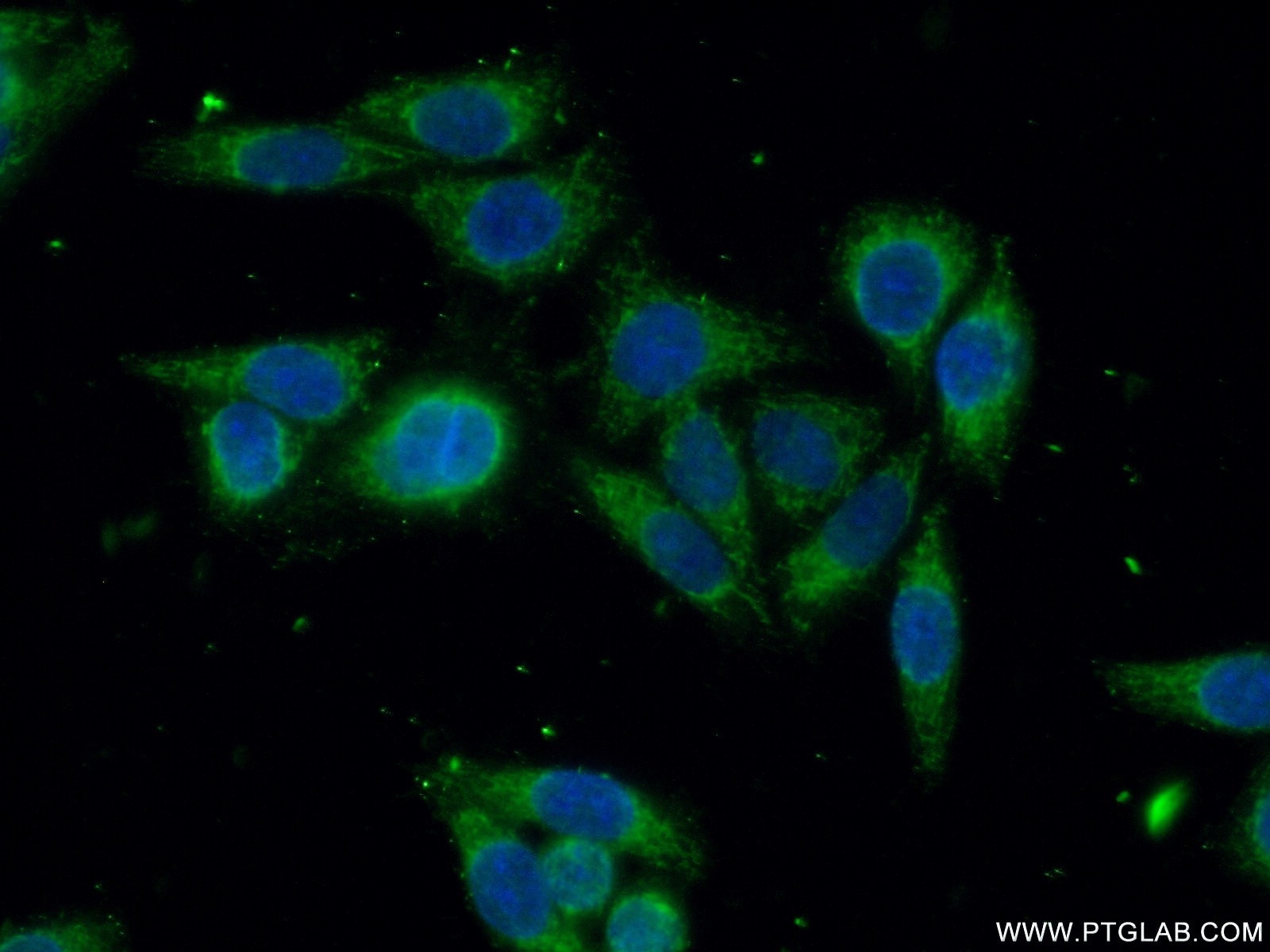 Immunofluorescence (IF) / fluorescent staining of HeLa cells using GSTO2 Polyclonal antibody (14562-1-AP)