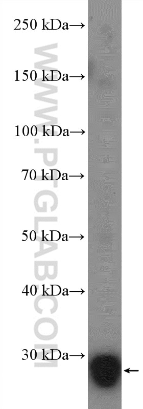 Western Blot (WB) analysis of mouse testis tissue using GSTO2 Polyclonal antibody (14562-1-AP)