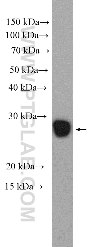 Western Blot (WB) analysis of rat testis tissue using GSTO2 Polyclonal antibody (14562-1-AP)