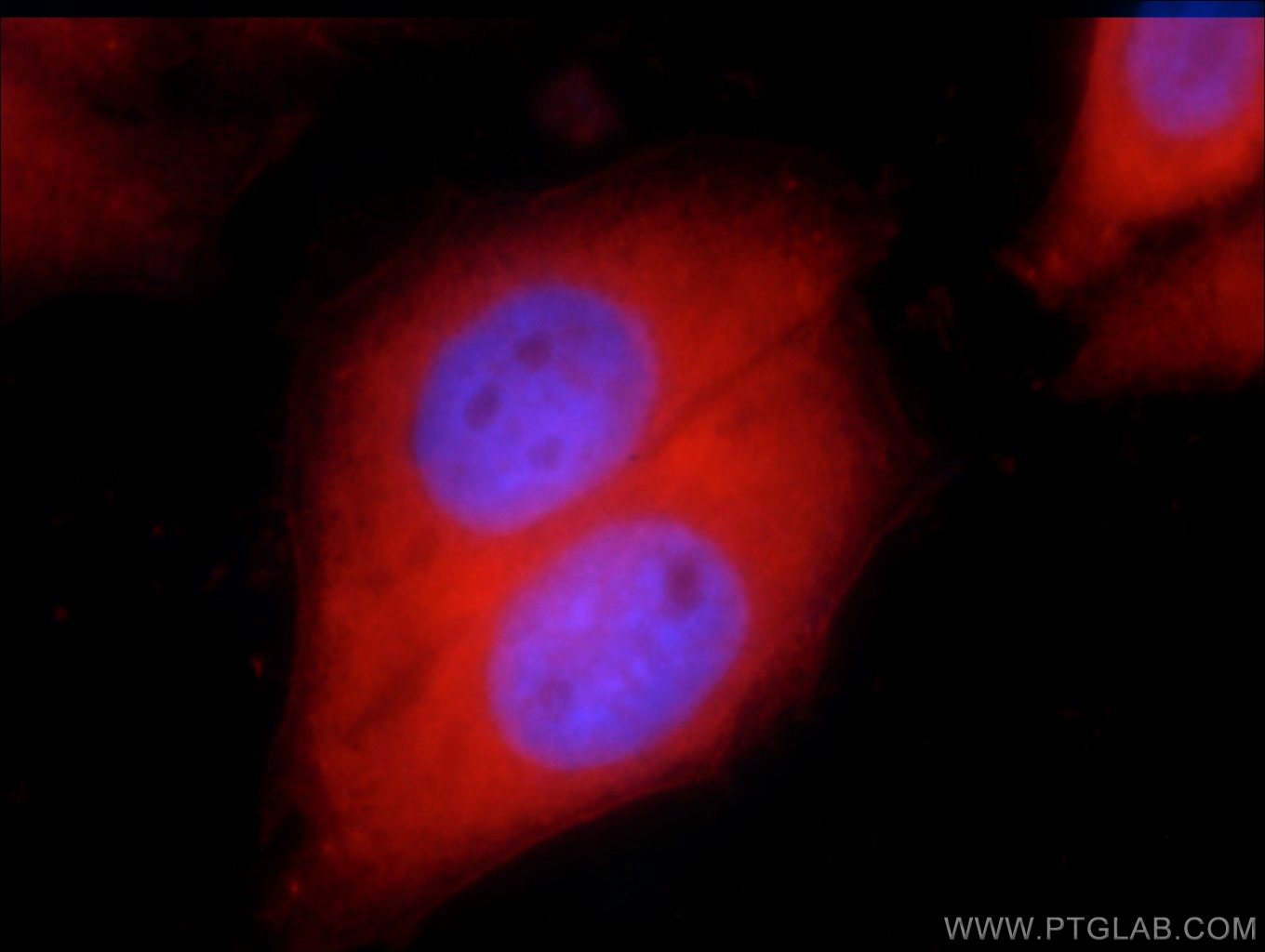 Immunofluorescence (IF) / fluorescent staining of HepG2 cells using GSTP1 Polyclonal antibody (15902-1-AP)