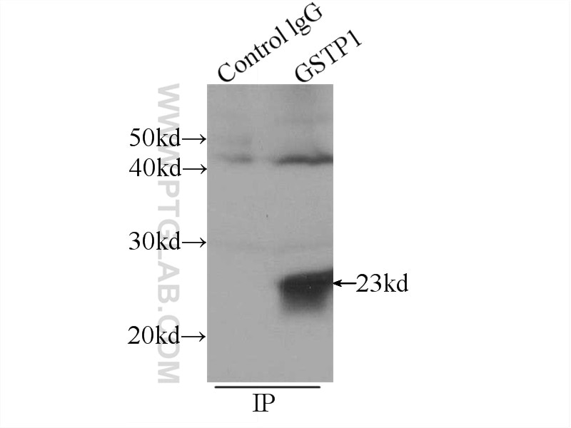 Immunoprecipitation (IP) experiment of mouse brain tissue using GSTP1 Polyclonal antibody (15902-1-AP)