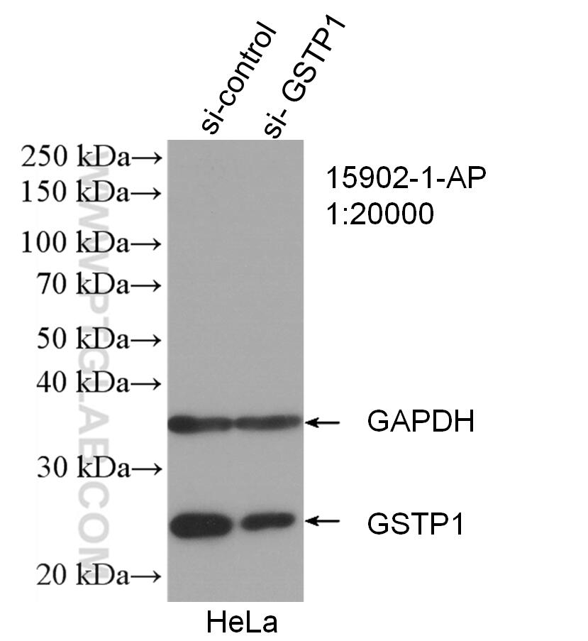 Western Blot (WB) analysis of HeLa cells using GSTP1 Polyclonal antibody (15902-1-AP)