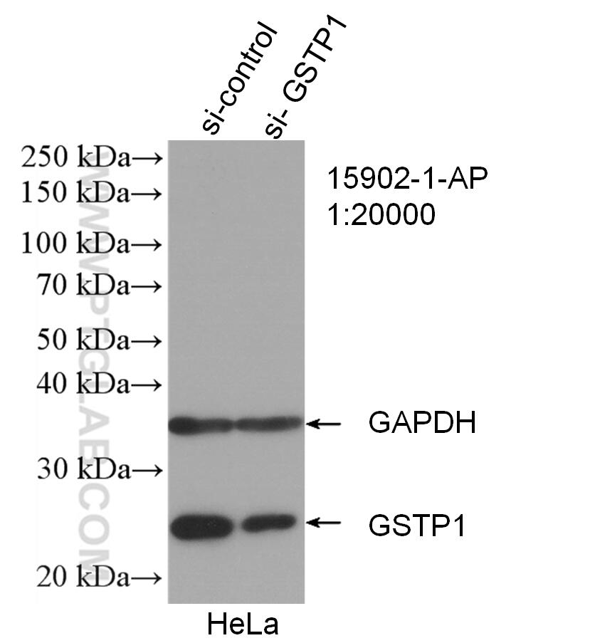 WB analysis of HeLa using 15902-1-AP