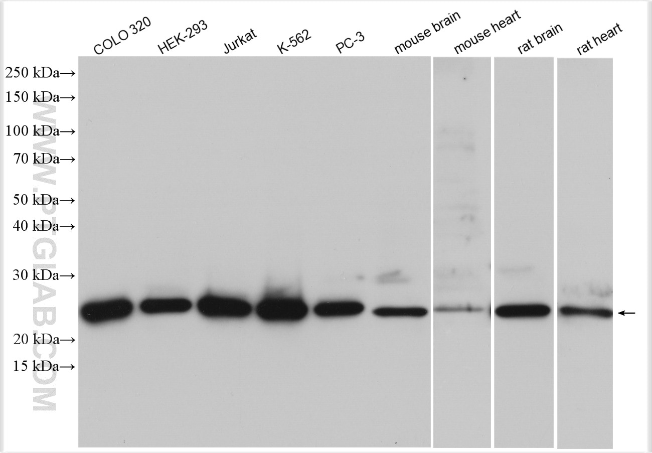 Western Blot (WB) analysis of various lysates using GSTP1 Polyclonal antibody (15902-1-AP)