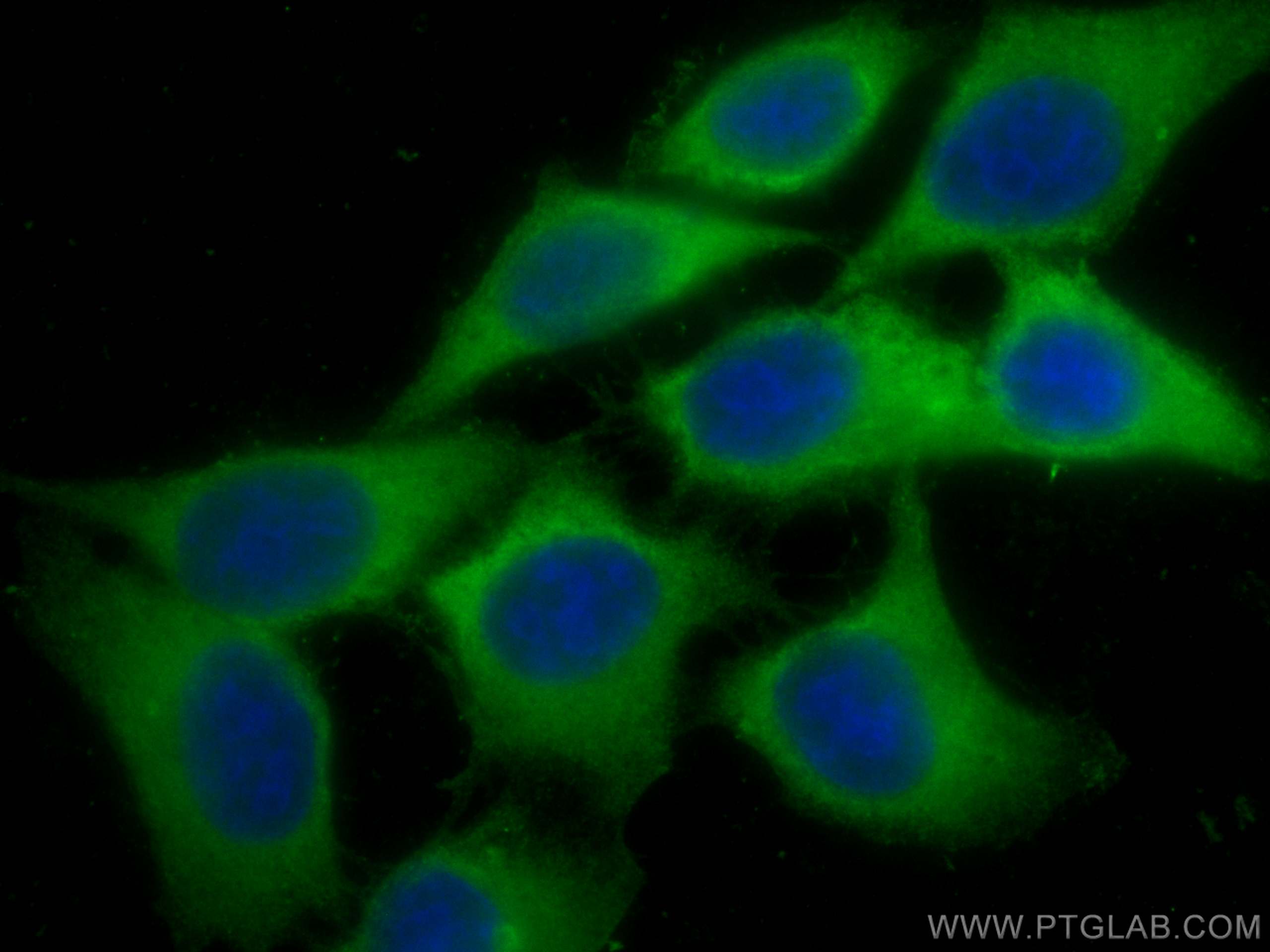 Immunofluorescence (IF) / fluorescent staining of HepG2 cells using GSTP1 Monoclonal antibody (66715-1-Ig)