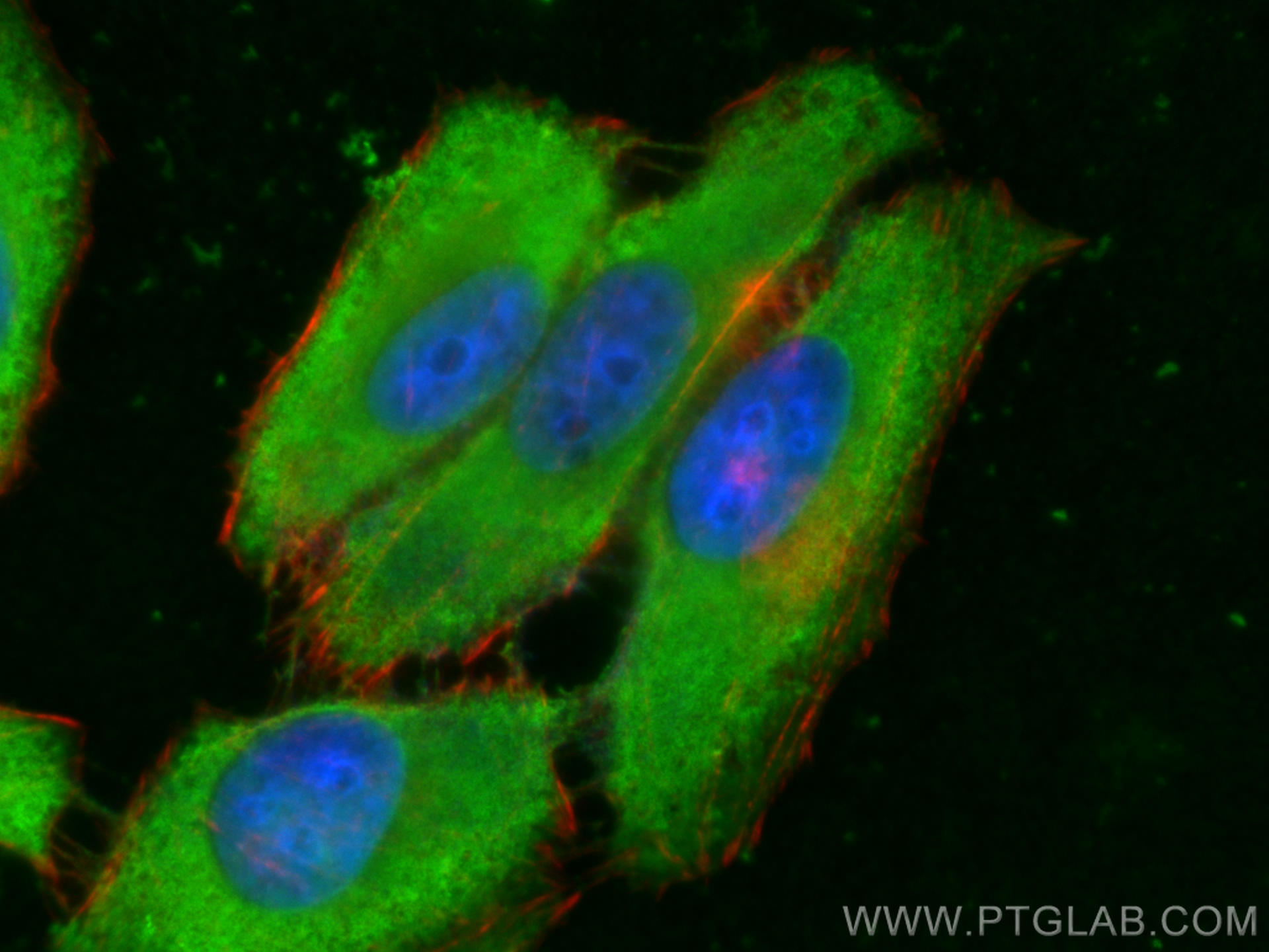 Immunofluorescence (IF) / fluorescent staining of HepG2 cells using GSTP1 Monoclonal antibody (66715-1-Ig)