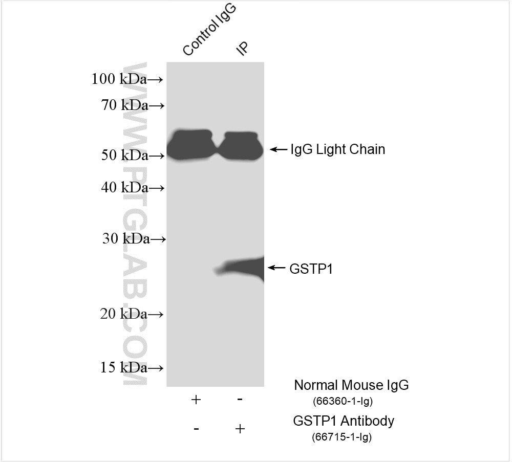 Immunoprecipitation (IP) experiment of HeLa cells using GSTP1 Monoclonal antibody (66715-1-Ig)