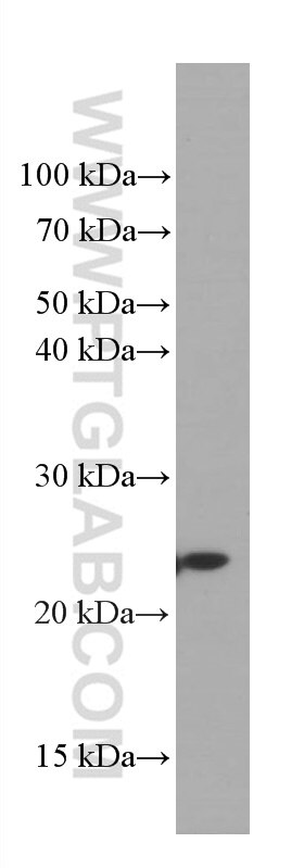 Western Blot (WB) analysis of HSC-T6 cells using GSTP1 Monoclonal antibody (66715-1-Ig)