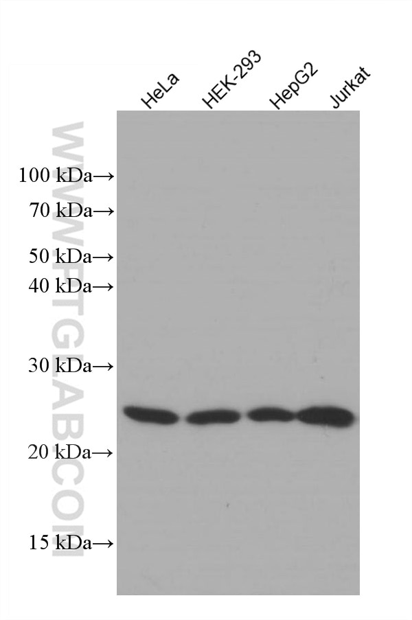 Western Blot (WB) analysis of various lysates using GSTP1 Monoclonal antibody (66715-1-Ig)