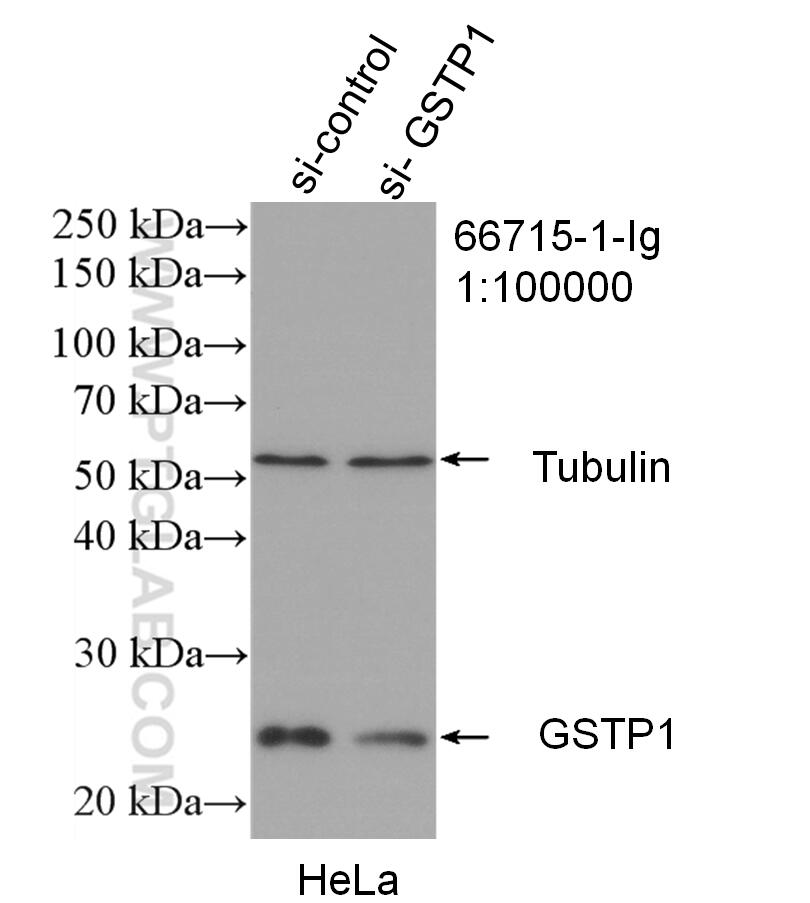 Western Blot (WB) analysis of HeLa cells using GSTP1 Monoclonal antibody (66715-1-Ig)