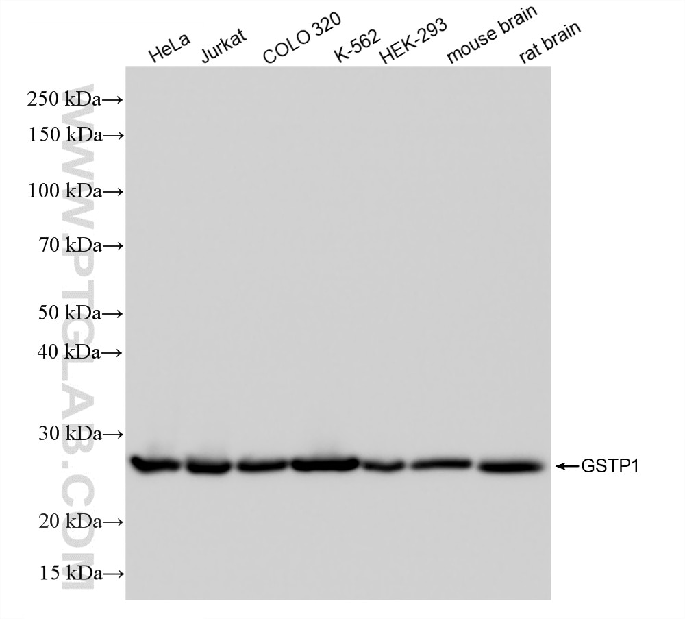 WB analysis using 86708-1-RR (same clone as 86708-1-PBS) Western Blot (WB) analysis of various lysates using GSTP1 Recombinant monoclonal antibody (86708-1-RR)