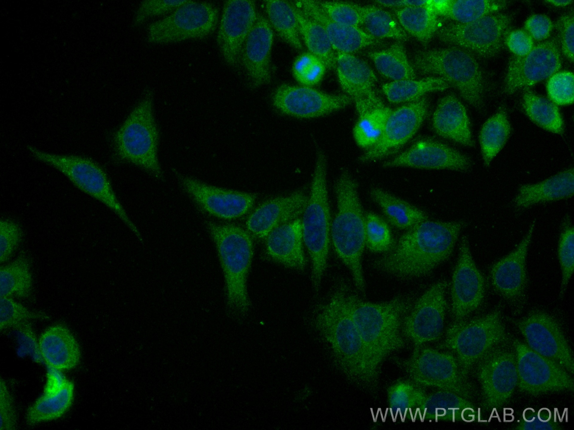 Immunofluorescence (IF) / fluorescent staining of HepG2 cells using CoraLite® Plus 488-conjugated GSTP1 Monoclonal ant (CL488-66715)