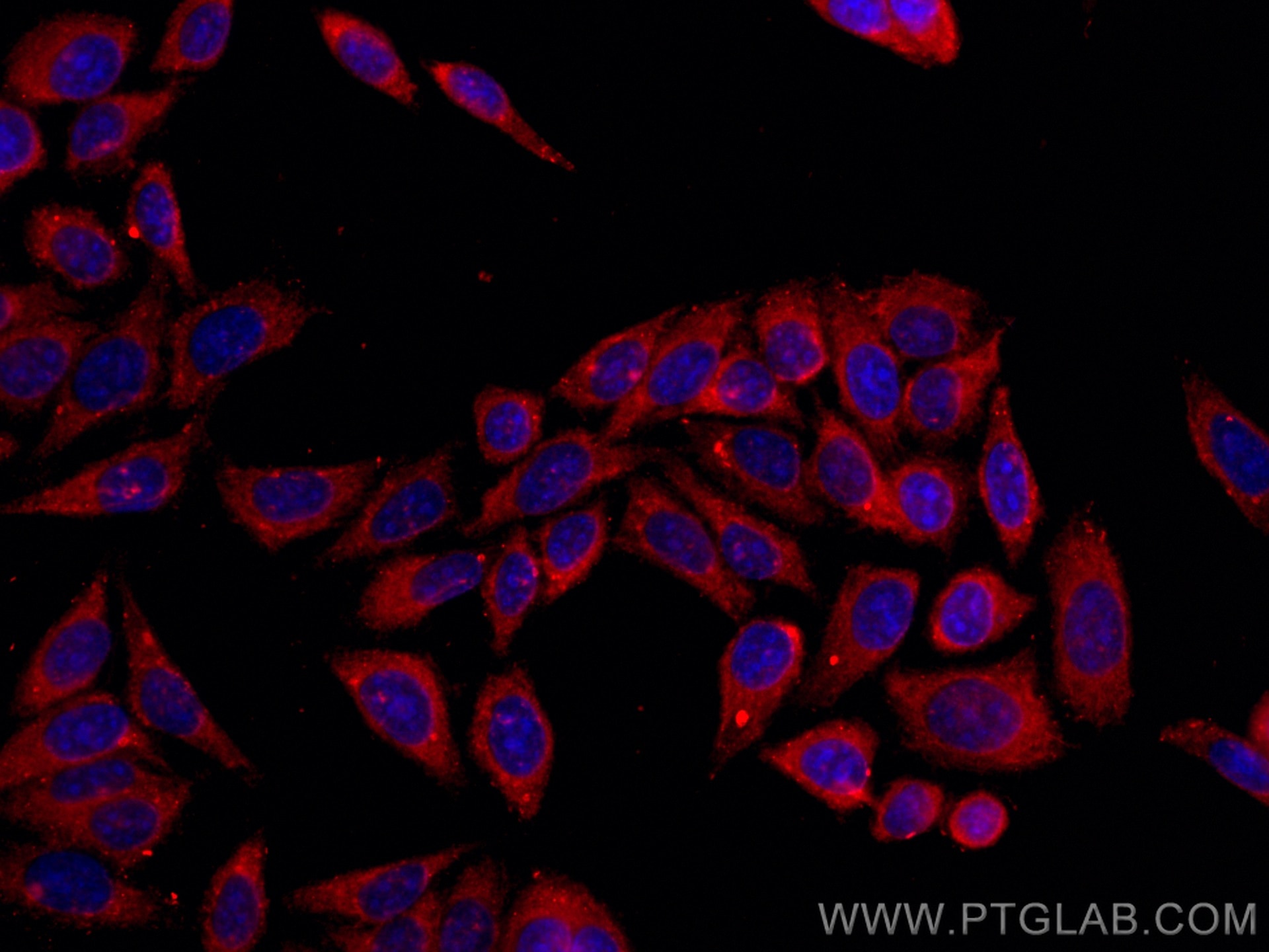 Immunofluorescence (IF) / fluorescent staining of HepG2 cells using CoraLite®594-conjugated GSTP1 Monoclonal antibody (CL594-66715)