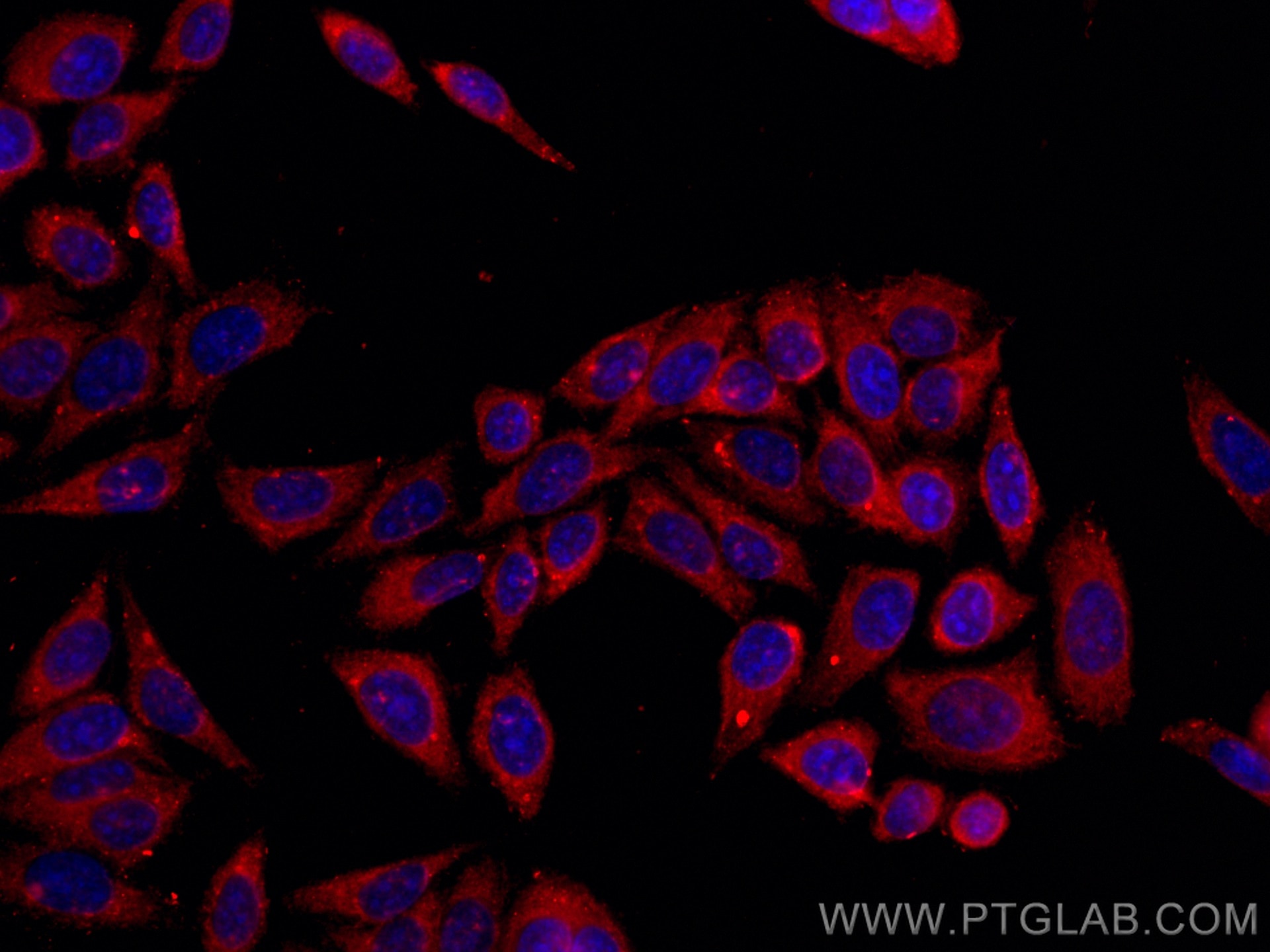 IF Staining of HepG2 using CL594-66715