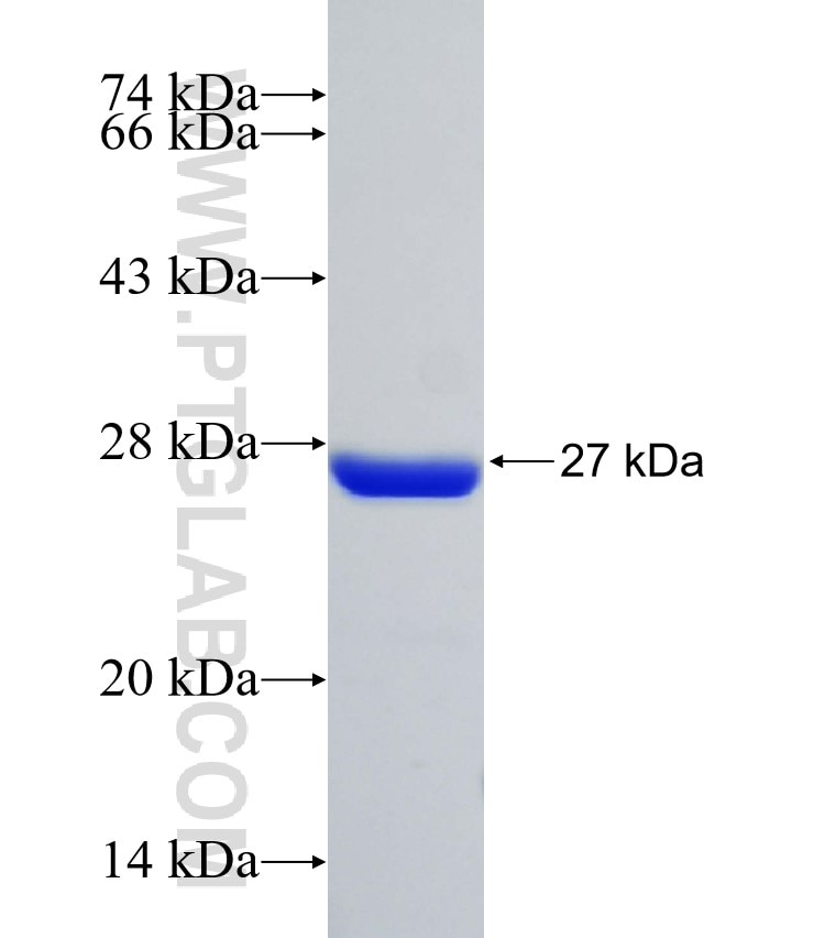 GSTP1 fusion protein Ag8880 SDS-PAGE