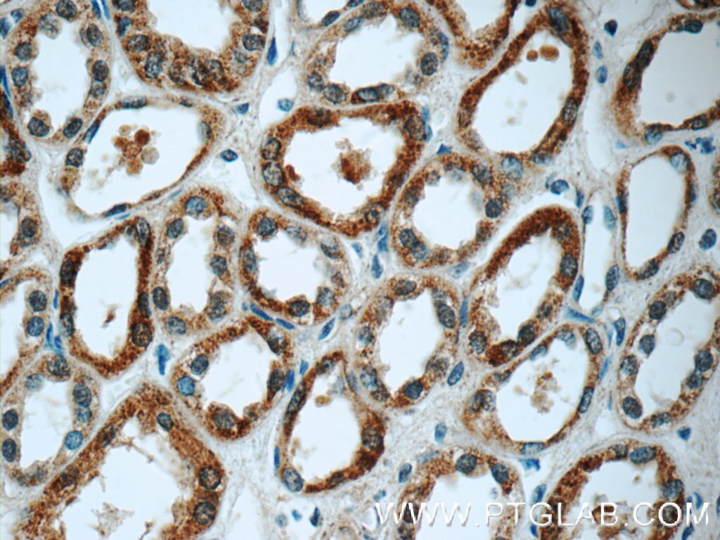 IHC staining of human kidney using 15838-1-AP