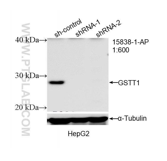 WB analysis of HepG2 using 15838-1-AP Western Blot (WB) analysis of HepG2 cells using GSTT1 Polyclonal antibody (15838-1-AP)