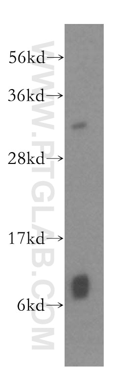 Western Blot (WB) analysis of HepG2 cells using GSTT1 Polyclonal antibody (15838-1-AP)