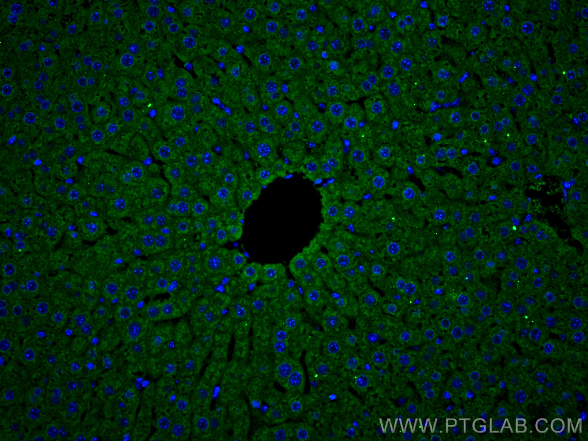Immunofluorescence (IF) / fluorescent staining of mouse liver tissue using GSTT1 Monoclonal antibody (67645-1-Ig)