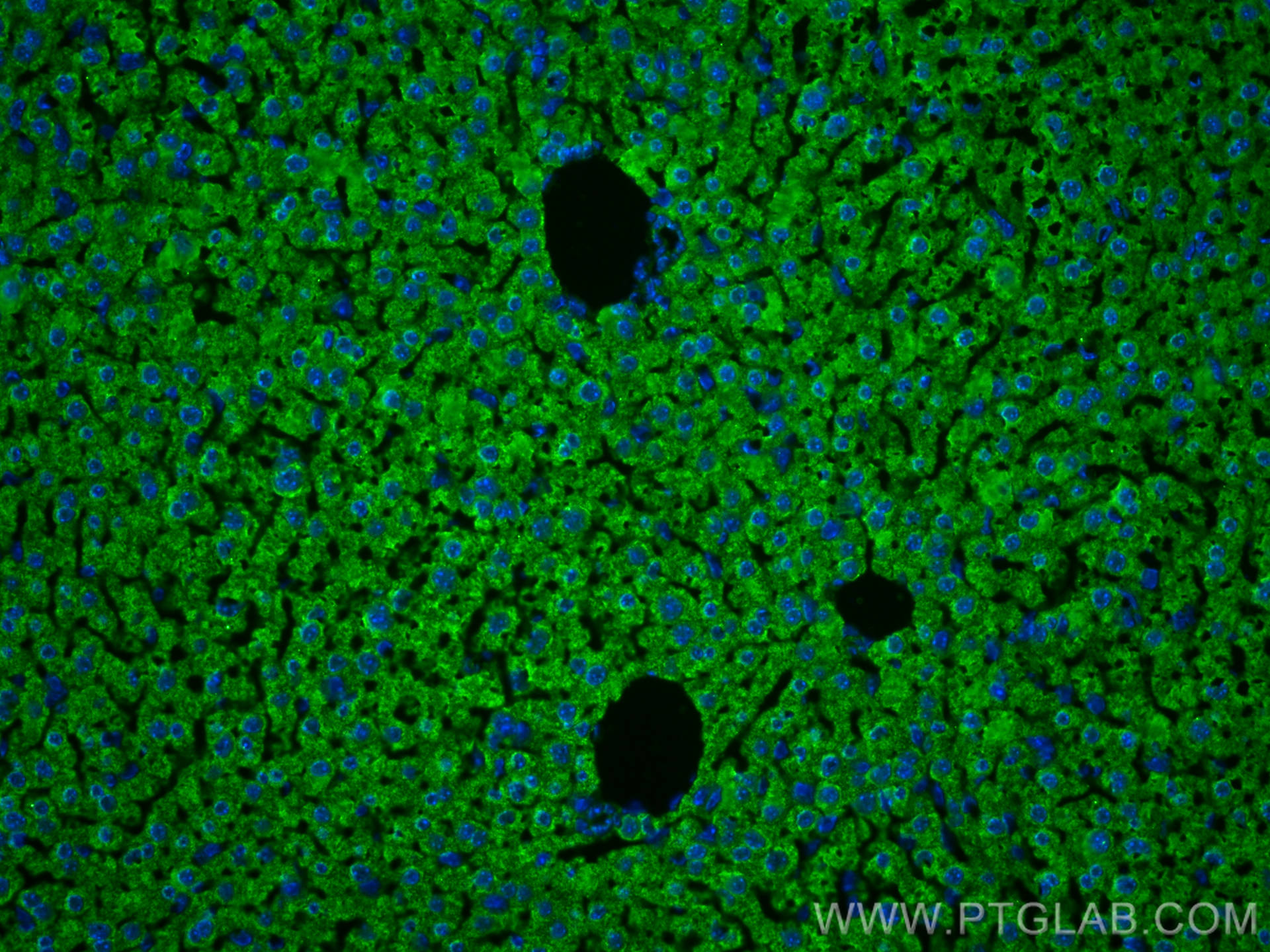 Immunofluorescence (IF) / fluorescent staining of mouse liver tissue using GSTT1 Monoclonal antibody (67645-1-Ig)