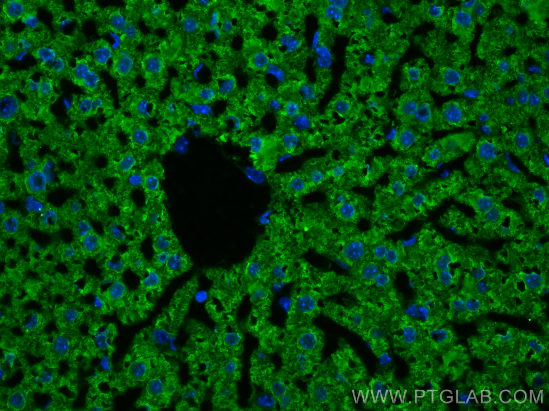 IF Staining of mouse liver using 67645-1-Ig