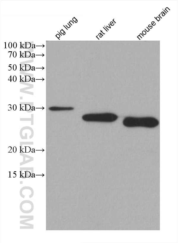 Western Blot (WB) analysis of various lysates using GSTT1 Monoclonal antibody (67645-1-Ig)