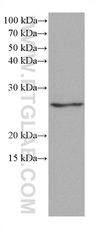 Western Blot (WB) analysis of pig liver tissue using GSTT1 Monoclonal antibody (67645-1-Ig)