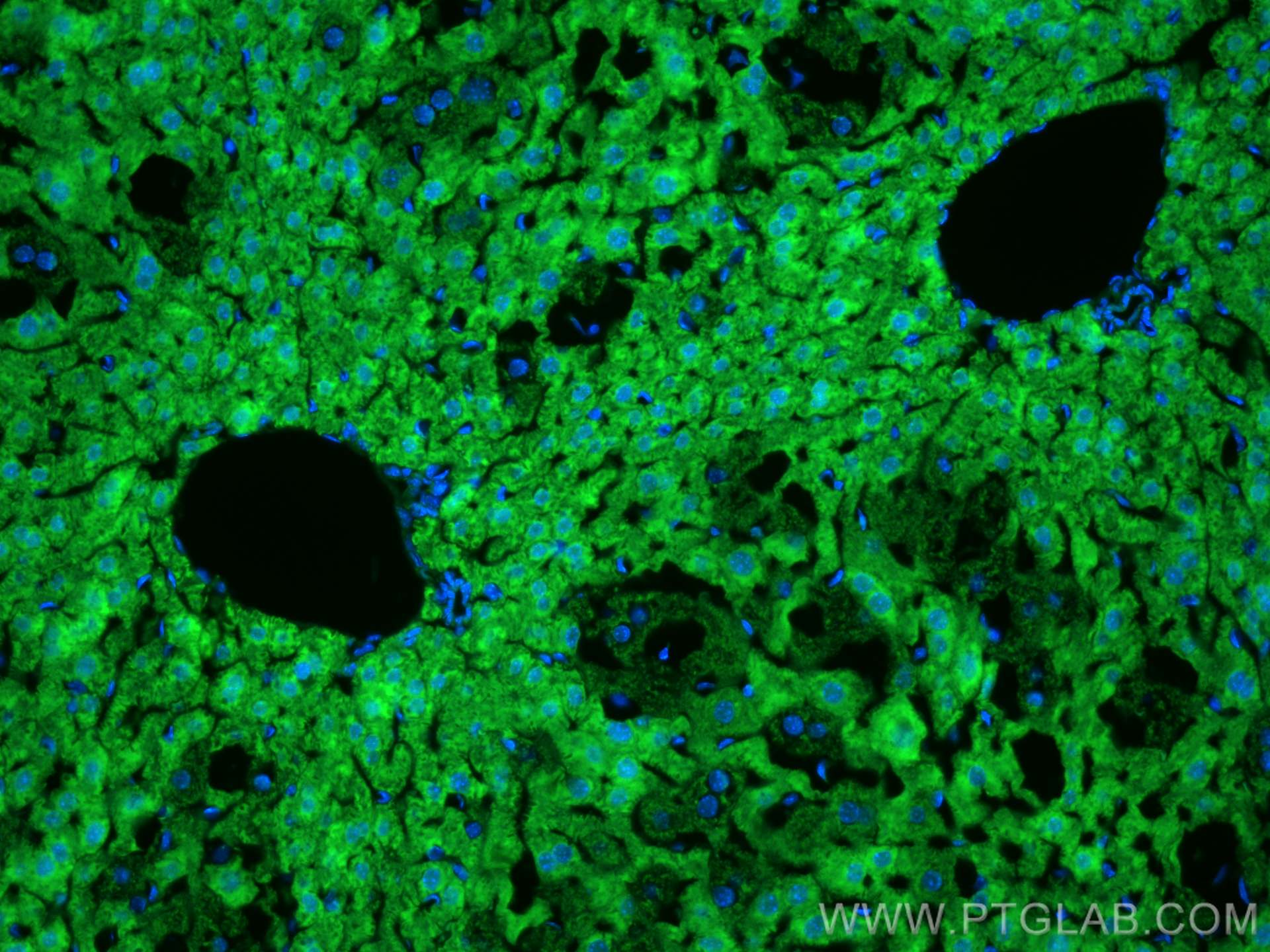 IF Staining of mouse liver using CL488-67645