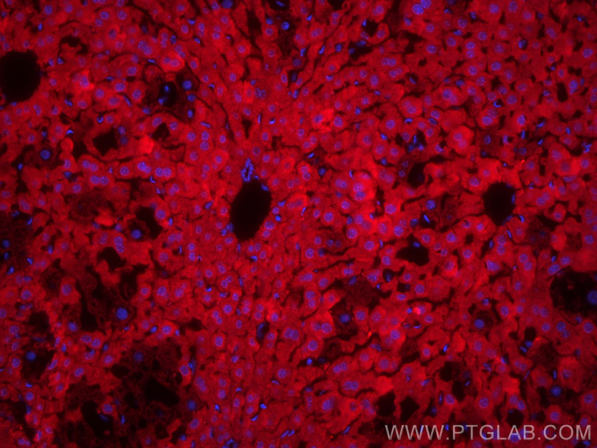 Immunofluorescence (IF) / fluorescent staining of mouse liver tissue using CoraLite®594-conjugated GSTT1 Monoclonal antibody (CL594-67645)