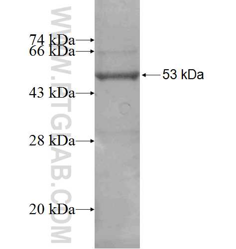 GSTT1 fusion protein Ag8588 SDS-PAGE
