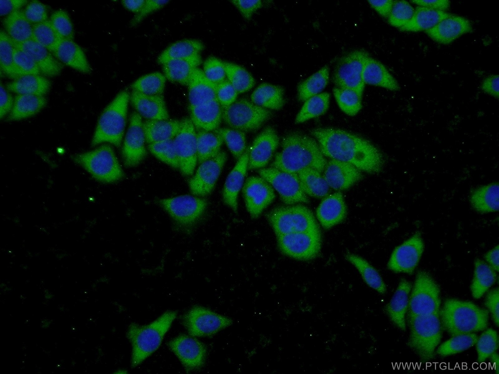 Immunofluorescence (IF) / fluorescent staining of L02 cells using GSTT2 Polyclonal antibody (15063-1-AP)