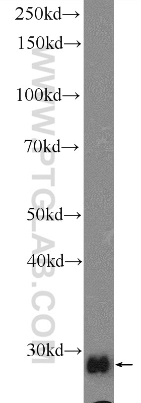 Western Blot (WB) analysis of rat liver tissue using GSTT2 Polyclonal antibody (15063-1-AP)