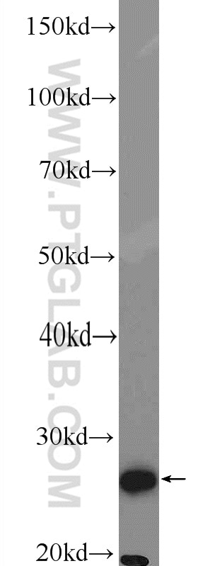 Western Blot (WB) analysis of mouse liver tissue using GSTT2 Polyclonal antibody (15063-1-AP)