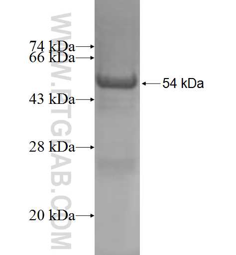 GSTT2 fusion protein Ag7066 SDS-PAGE