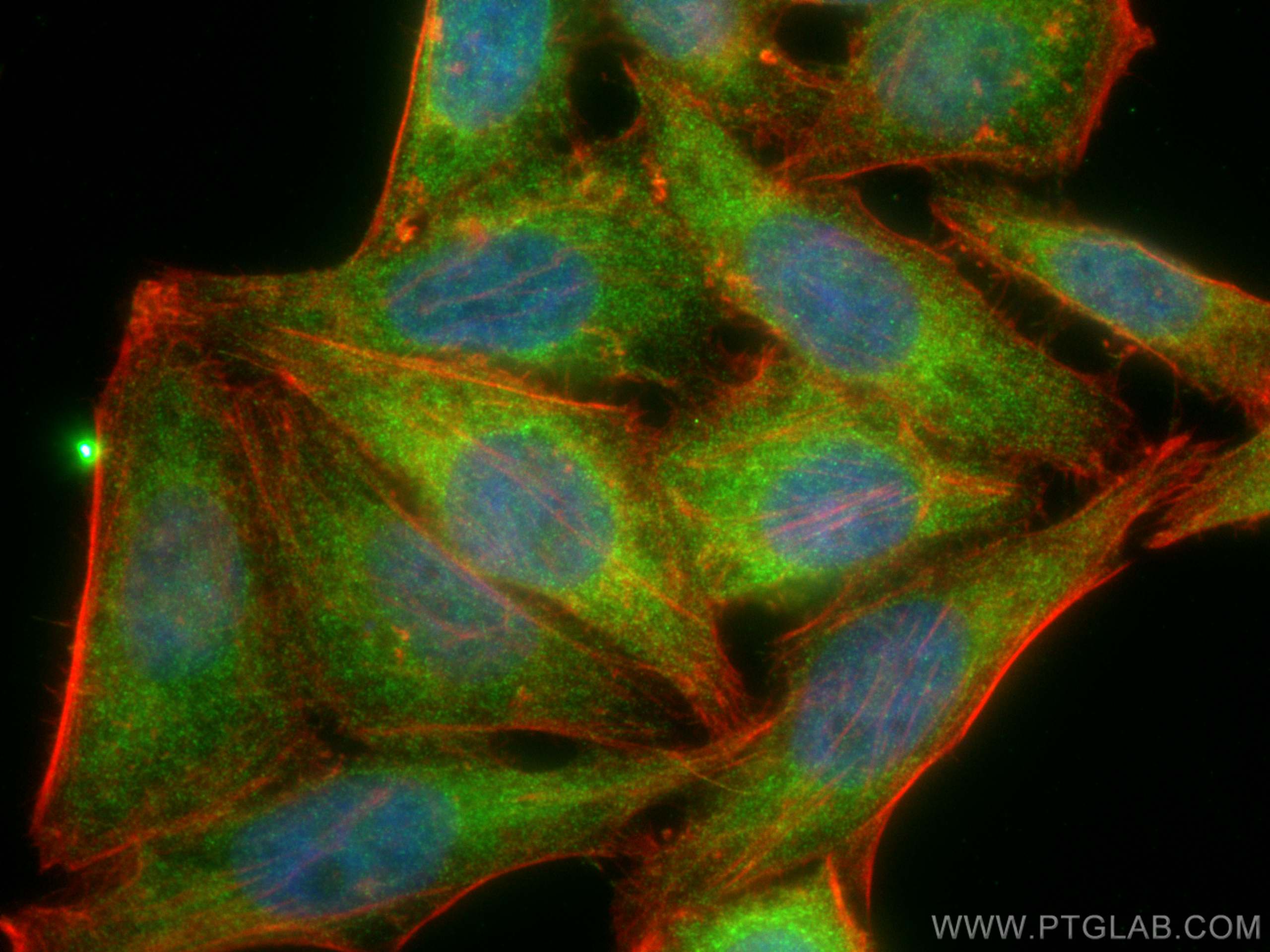 Immunofluorescence (IF) / fluorescent staining of HepG2 cells using GSTT2B Polyclonal antibody (17622-1-AP)