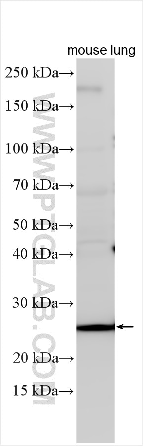 Western Blot (WB) analysis of various lysates using GSTT2B Polyclonal antibody (17622-1-AP)