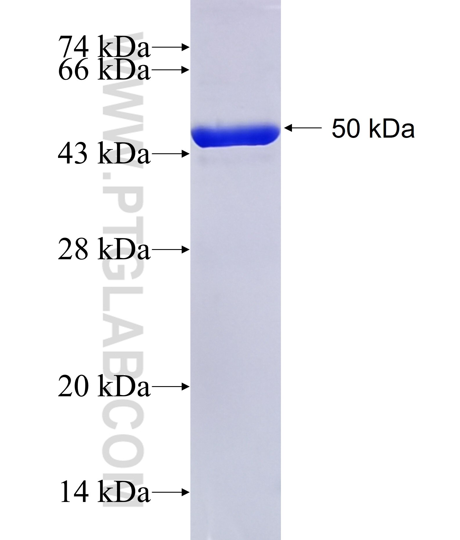 GSTT2B fusion protein Ag11828 SDS-PAGE