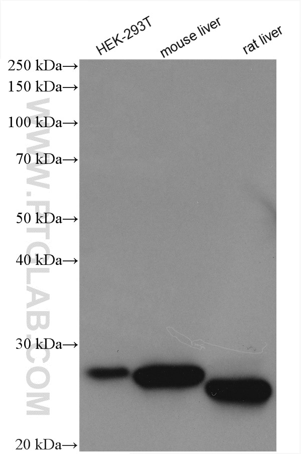 Western Blot (WB) analysis of various lysates using GSTZ1 Polyclonal antibody (14889-1-AP)