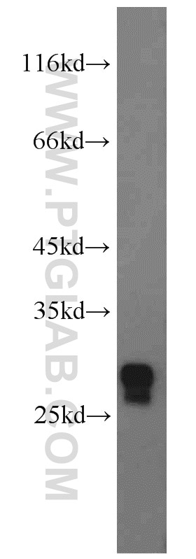 Western Blot (WB) analysis of mouse liver tissue using GSTZ1 Polyclonal antibody (14889-1-AP)